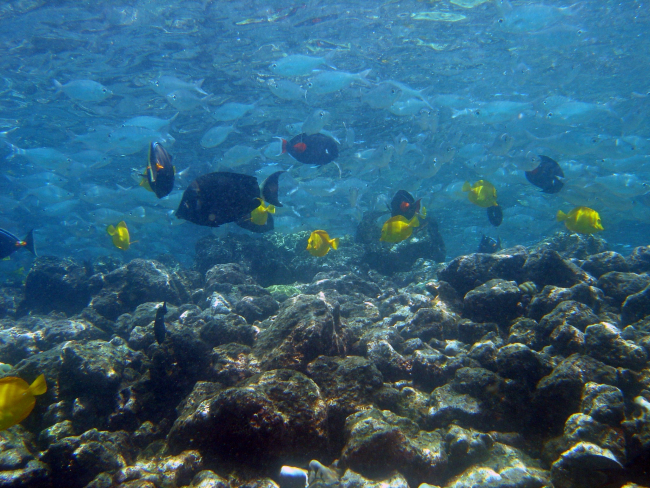 Yellow tang (Zebrasoma flavescens), black Achilles tang (Acanthurusachilles), and chub (species indeterminate)