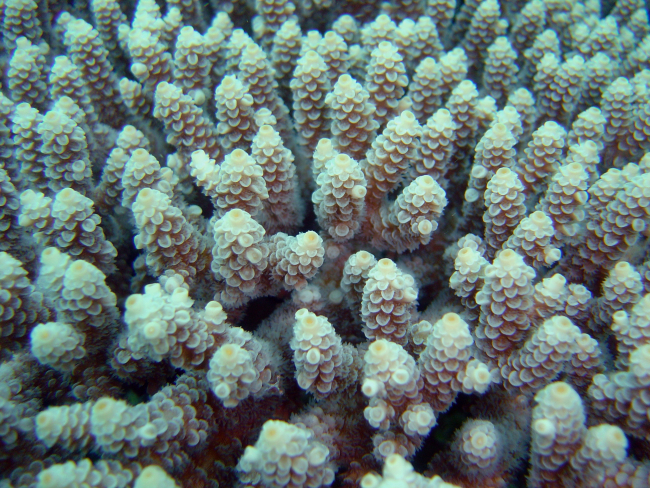 Acropora coral close-up on the Hoya Maru