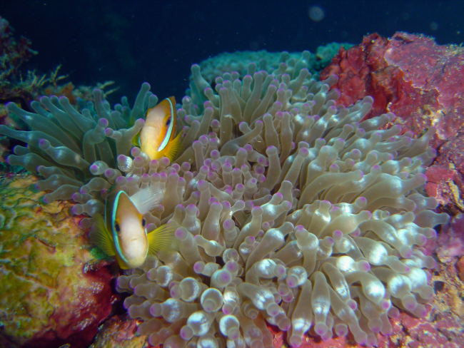 Sea anemone with two anemonefish (Amphiprion sp