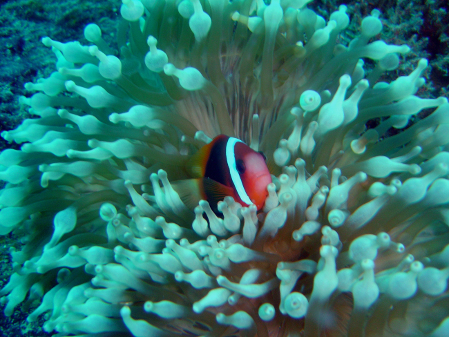 Sea anemone with dusky anemonefish (Amphiprion melanopus)