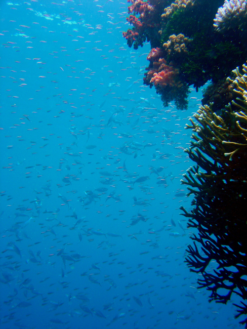 Coral and fish on Sankisan Maru