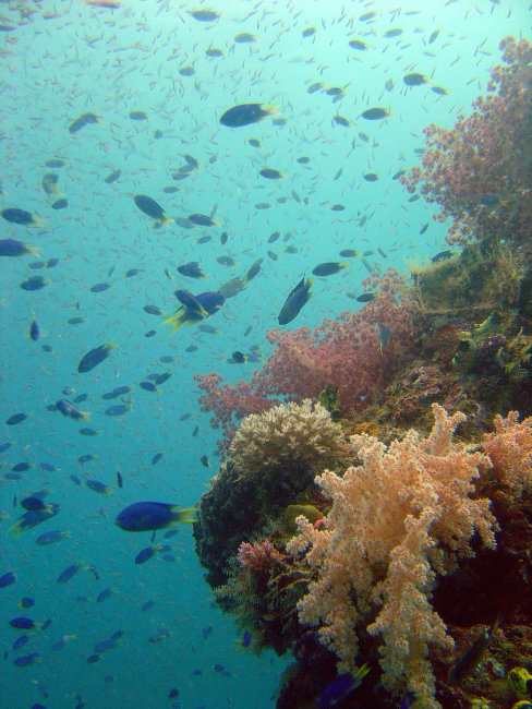 Coral growth and damselfish on Shinkoku Maru