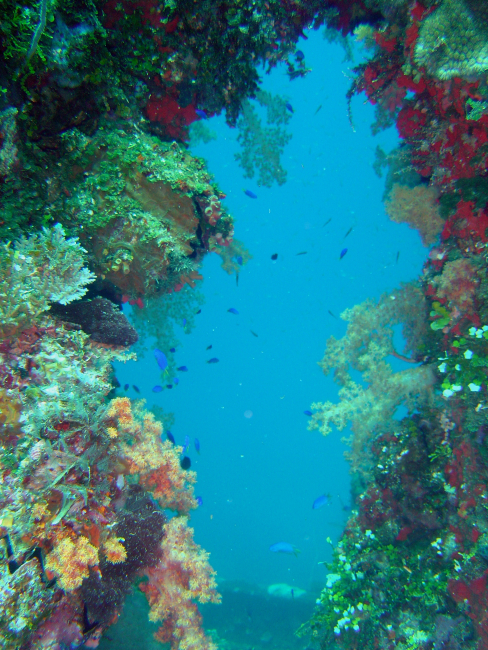 Coral growth and fish seen near blast hole through hull of Sankisan Maru