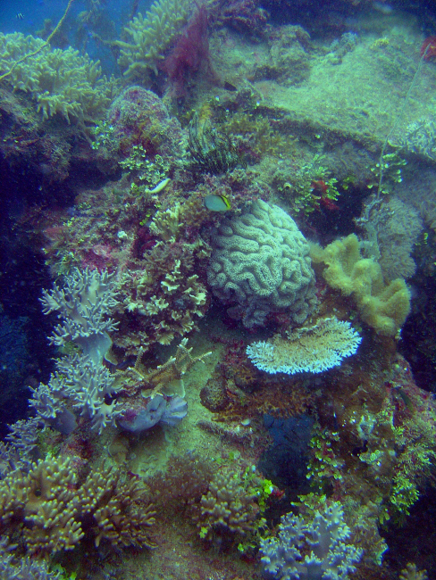 Coral growth on the Hanakawa Maru