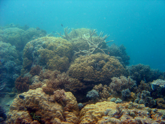 Coral growth on the Hoyo Maru
