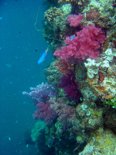 Coral growth on the mast of the Hanakawa Maru
