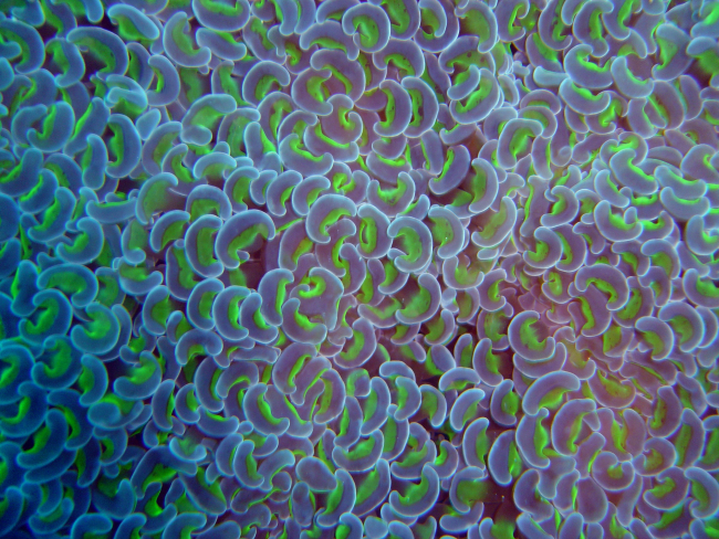 Anchor coral (Euphyllia anchora) colony on Fumitsuki Maru