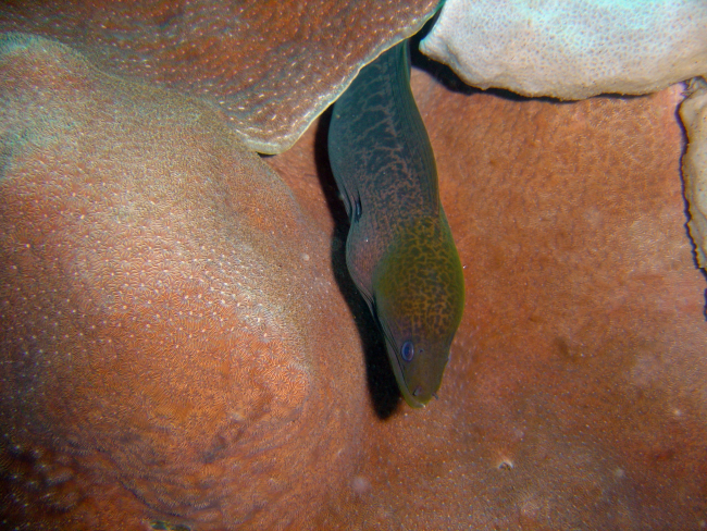 Giant moray eel (Gymnothorax javanicus) on Fujikawa Maru