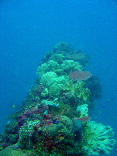 Coral encrusted gun on Fujisan Maru