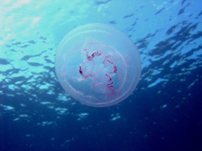 Jellyfish on Sankisan Maru