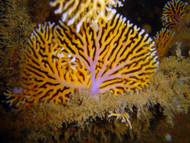 Lace coral (Distichopora sp