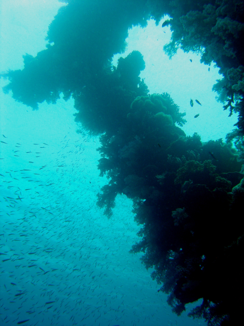 Coral encrusted mast on Sankisan Maru