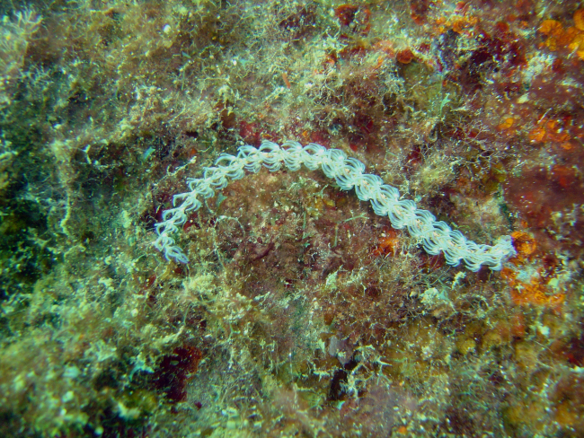Nudibranch (Pteraeolidia ianthina) on Hino Maru