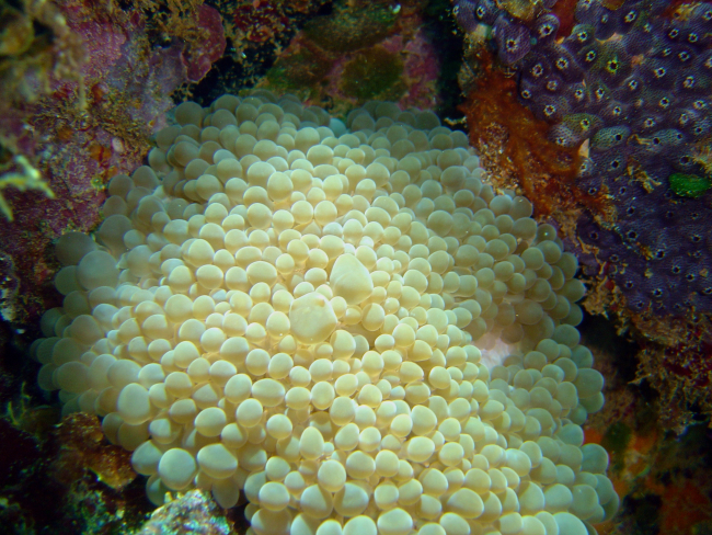 Bubble coral (Plerogyra sinuosa) on Hino Maru
