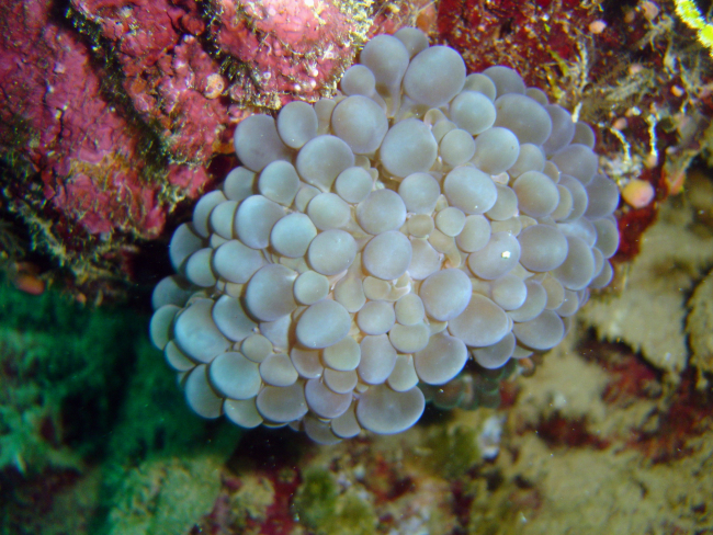 Bubble coral (Plerogyra sinuosa) on Hoyo Maru