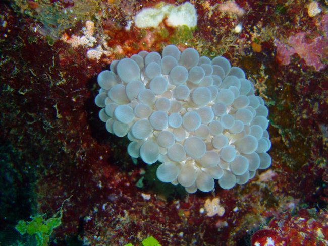 Bubble coral (Plerogyra sinuosa) on Sankisan Maru