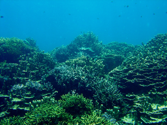 Reef scene at Shark Island
