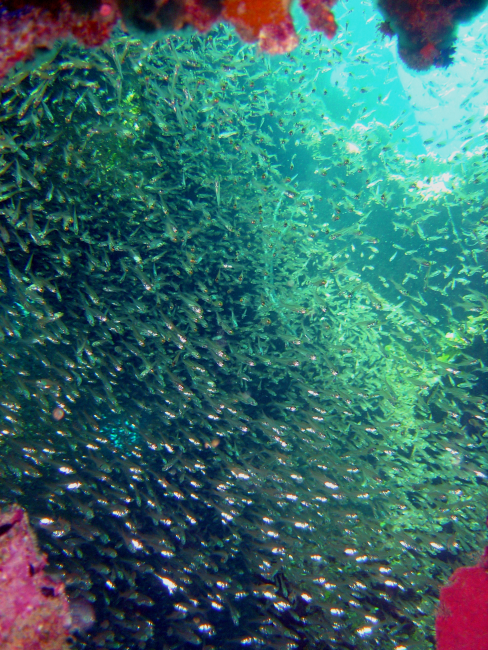 School of small fish as seen through hole in the Hino Maru