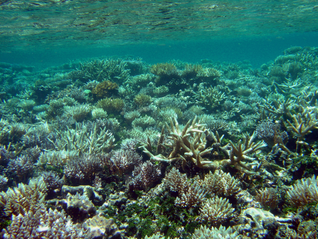 Shallow reef environment