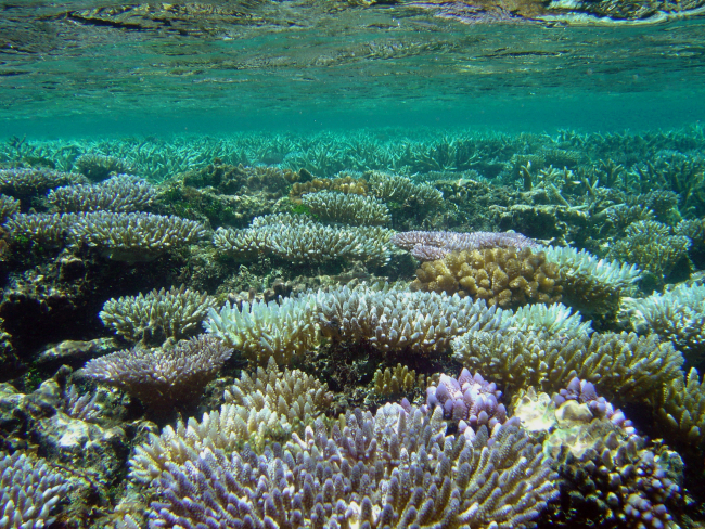 Shallow reef environment