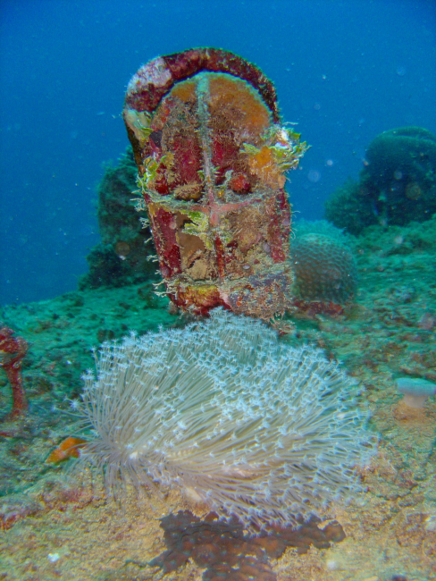 Soft coral in foreground with ship's light standing vertically behind