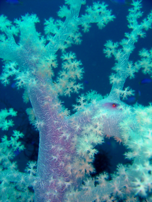 Soft coral on Fumisuki Maru