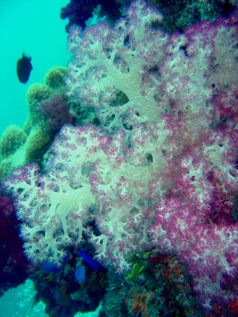Soft coral on Hanakawa Maru