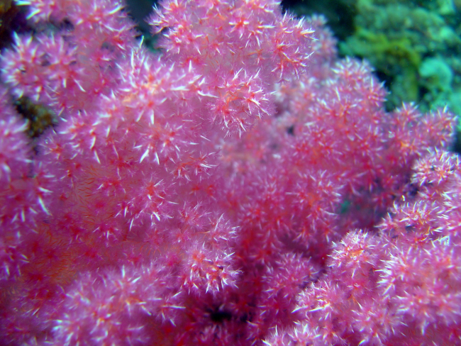 Soft coral on Hanakawa Maru