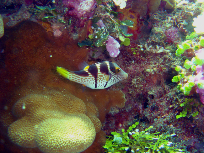 A toby (Canthigaster valentine) on the Sankisan Maru
