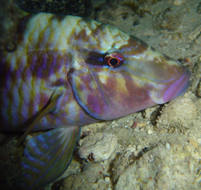Manybar goatfish (Parupeneus multifasciatus)