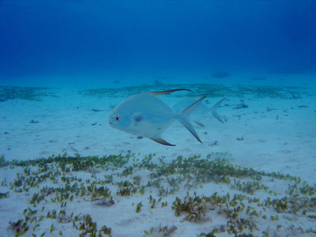 Pompano (Banner? African young?)