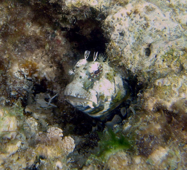 Pygmy blenny (Nannosalarias nativitatis) is found on shallow reef areassubject to moderate surge