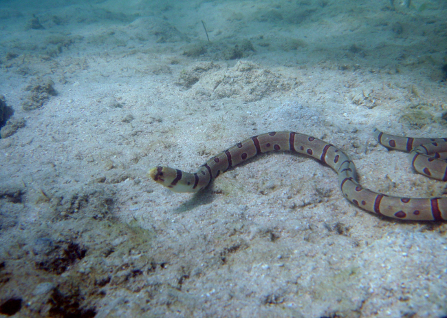 Snake eel (Sp