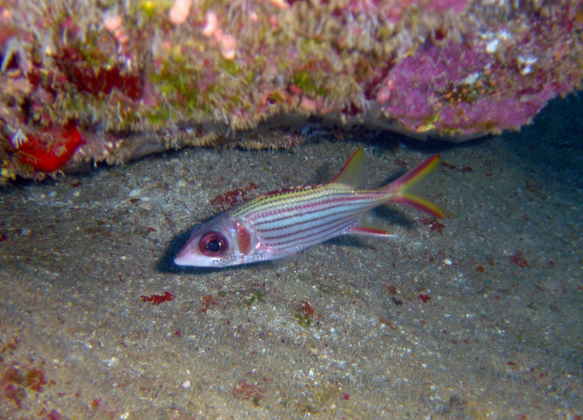Spotfin squirrelfish (Neoniphon sammara)