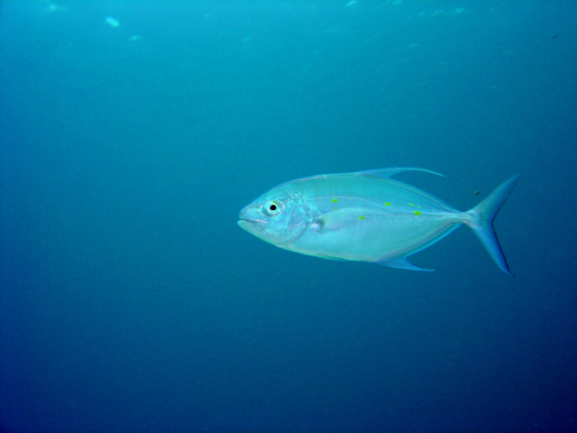 Yellow-spotted trevally (Carangoides orthogrammus)