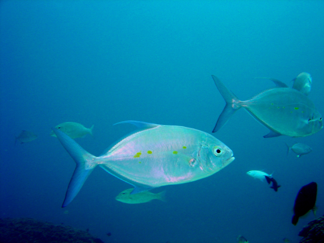Yellow-spotted trevally (Carangoides orthogrammus)