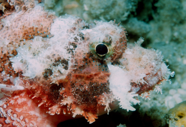 Barchin scorpionfish (Sebastapistes strongia)