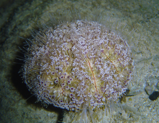Heart urchin (Ecninoneus cyclostomus)