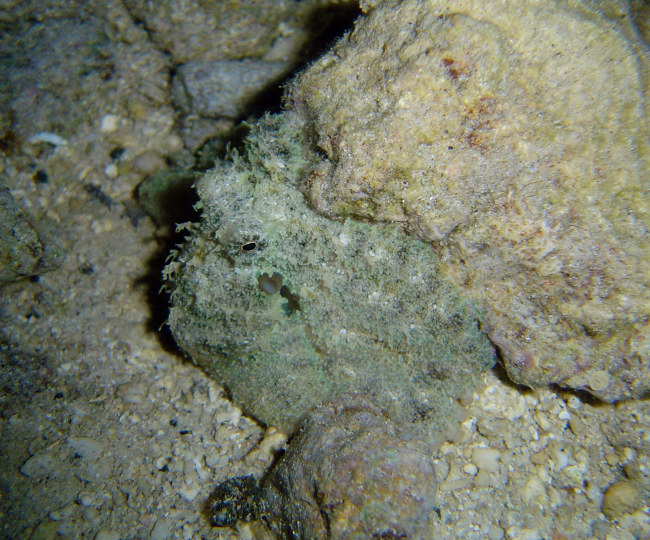 Well-camouflaged scorpionfish (Sp