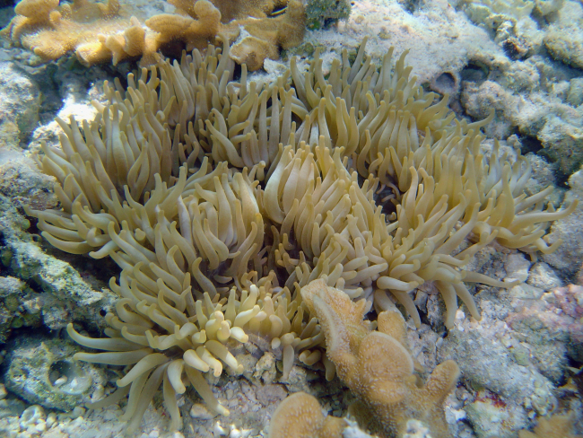 A large anemone
