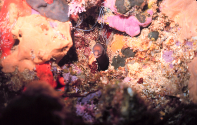 Viper moray eel - Enchelycore nigricans