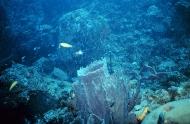 Reef scene with large barrel sponge in foreground