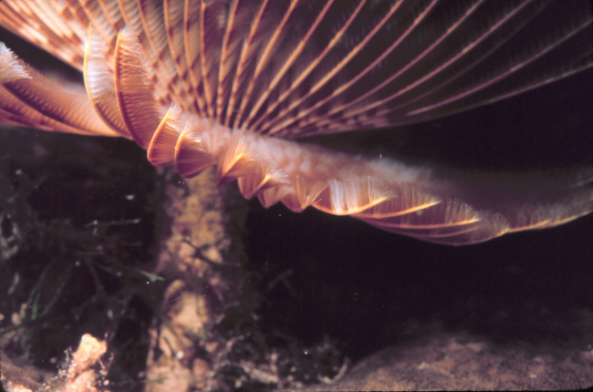 Stalk of a feather duster worm