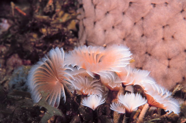An assemblage of feather duster worms
