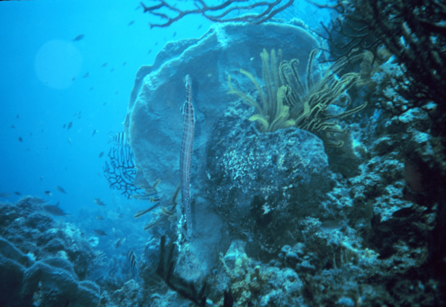 A trumpetfish (Aulostomus maculates) gone vertical with tail up