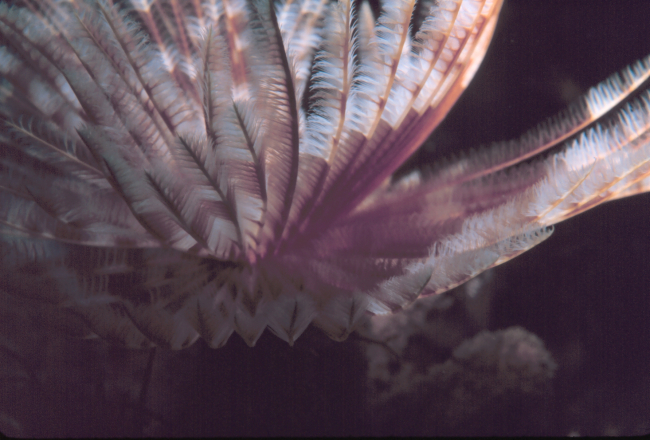 A feather duster worm