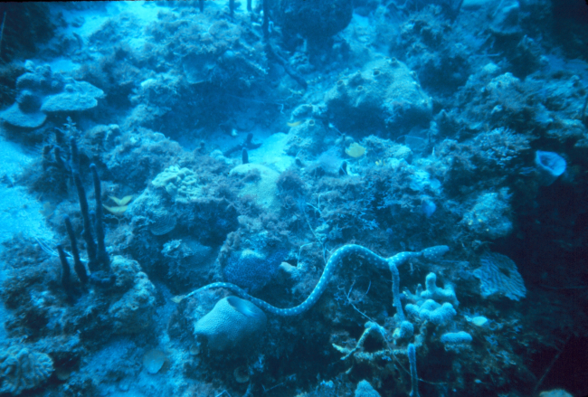 Snake eel - a member of the Family Ophichthidae