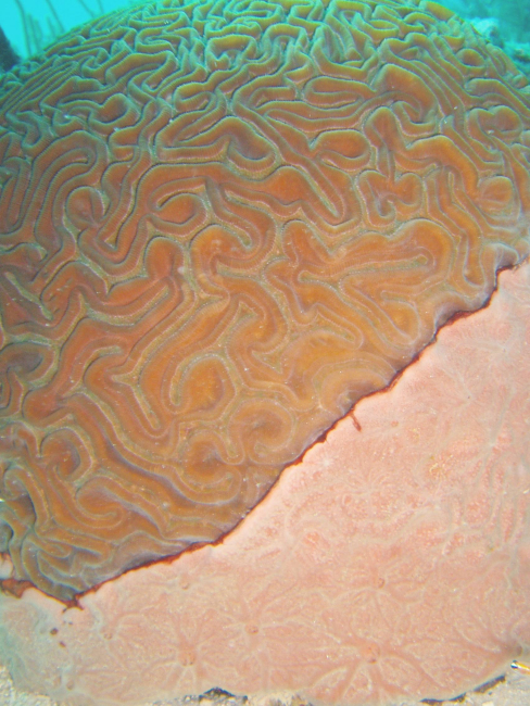 Encrusting sponge on brain coral (Diploria sp