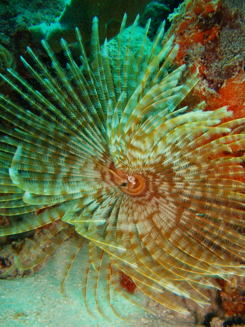 Feather duster worm with encrusting sponge