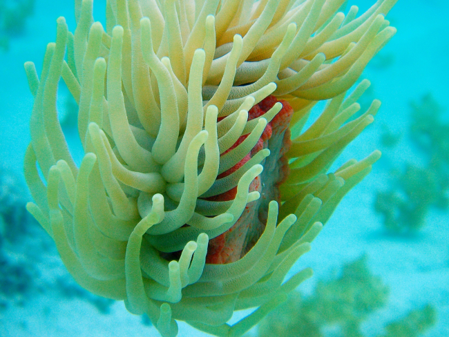 Free floating giant Caribbean anemone
